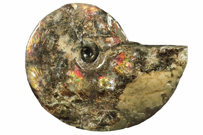 Flashy, Iridescent Ammolite (Fossil Ammonite Shell) - Canada #222713